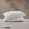 Sahara Nights Pillow Bundle 2 Sahara Nights Pillow Bundle -Pro Gear Home Shop SAH PillowLoftness SaharaNightsBundle 1